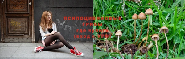 ПСИЛОЦИБИНОВЫЕ ГРИБЫ Горно-Алтайск